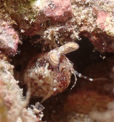 Pseudosquilla ciliata