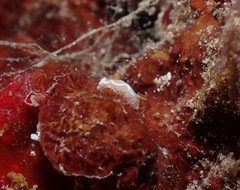 Ardeadoris angustolutea