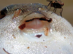 Contusus brevicaudus