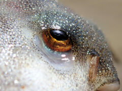 Contusus brevicaudus