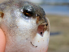 Contusus brevicaudus