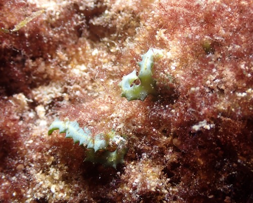 Caulerpa serrulata observed 2022-11-24