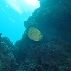 Chaetodon citrinellus