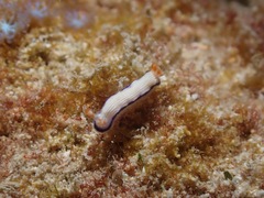 Hypselodoris peasei