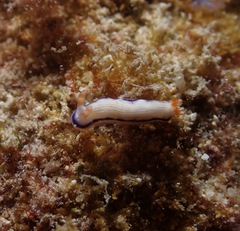 Hypselodoris peasei