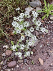 Eryngium heterophyllum