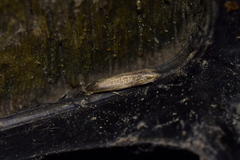 Amphixystis hapsimacha