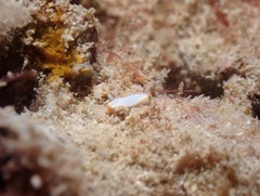Goniobranchus verrieri