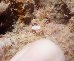 Goniobranchus verrieri
