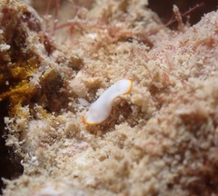 Goniobranchus verrieri