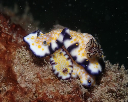 Imperial Nudibranch