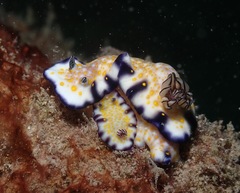 Hypselodoris imperialis