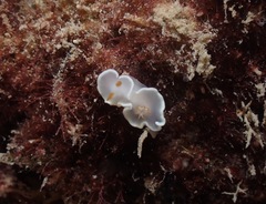 Ardeadoris angustolutea