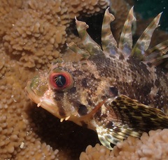 Dendrochirus barberi