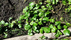 Caltha natans