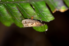 Cryptaspasma querula