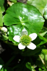 Caltha natans