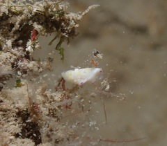 Goniobranchus albopustulosus