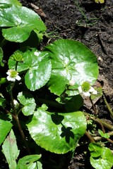 Caltha natans