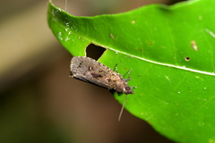 Cryptaspasma querula