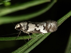 Philobota partitella