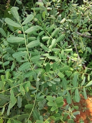 Indigofera tinctoria