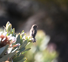 Crithagra leucoptera