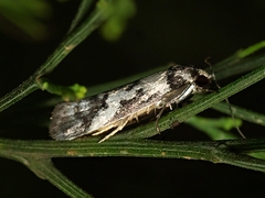 Philobota partitella