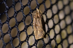 Planotortrix notophaea