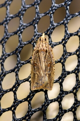 Planotortrix notophaea