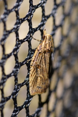 Planotortrix notophaea