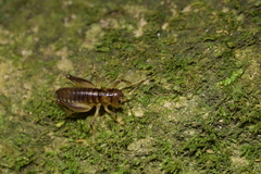 Hemiandrus