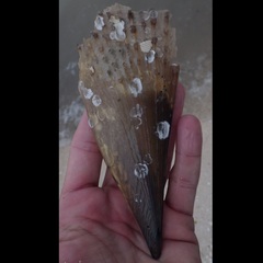Pinnidae