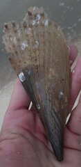 Pinnidae