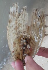 Pinnidae