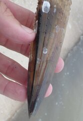 Pinnidae
