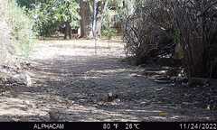 Haemorhous mexicanus