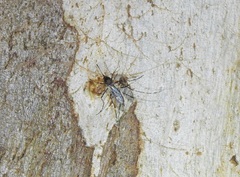 Culicinae
