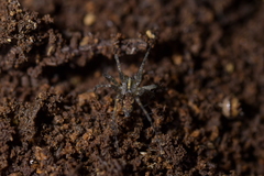 Artoriinae