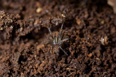 Artoriinae