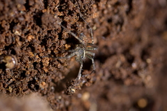 Artoriinae