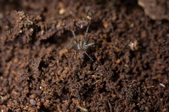 Artoriinae