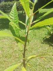 Maclura tinctoria