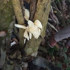 Favolus brasiliensis