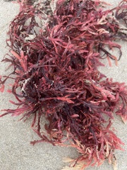 Rhodophyta