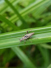 Navomorpha sulcata