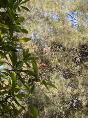 Trichosurus johnstonii