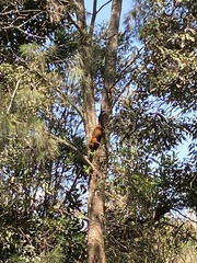 Trichosurus johnstonii