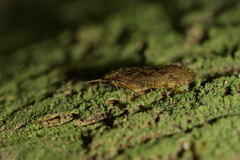 Hydropsychoidea