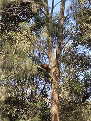 Trichosurus johnstonii